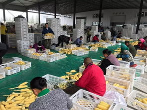 盛禾康業(yè)農(nóng)產(chǎn)品經(jīng)貿(mào)公司 速凍糯玉米 推動致富路